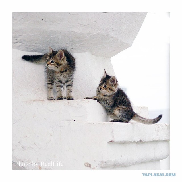 Котовторник (13.01)