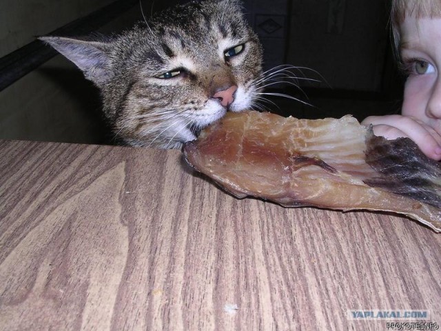 КотоОхота