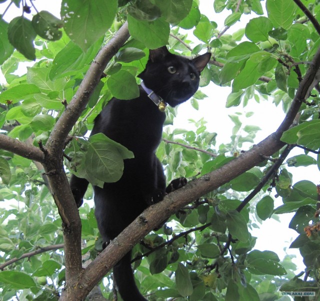 Котовторник, для любителей кошек