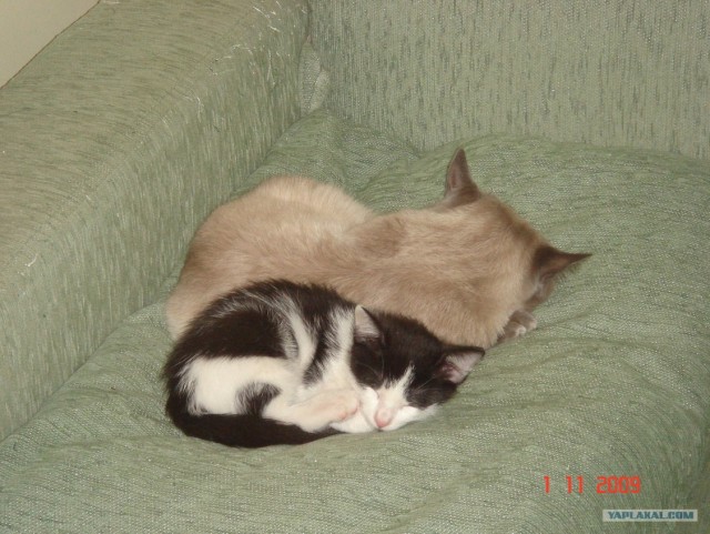 Кото-комикс