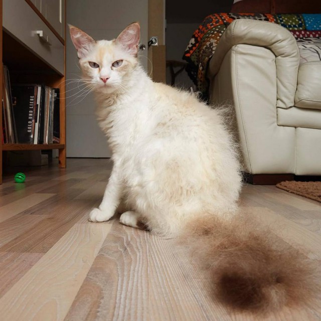 Прикольных котов пост