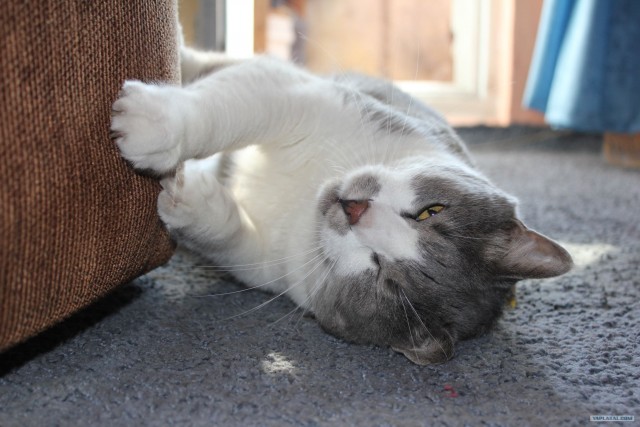 Котовторник 27.12.11
