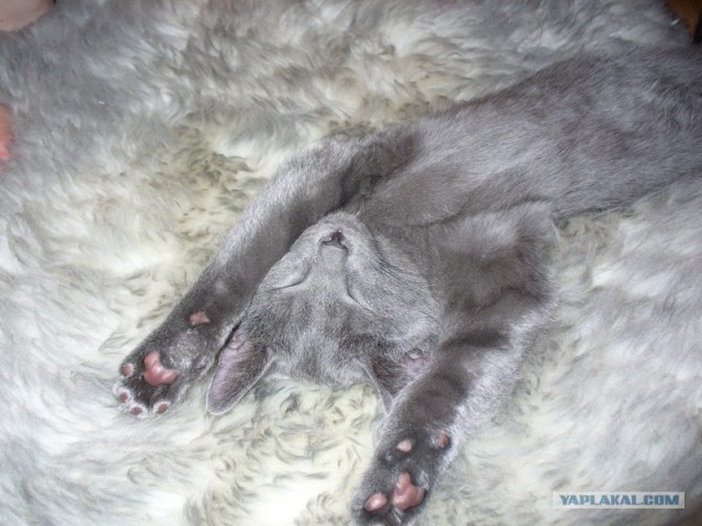 Котовторник! 13.03.2012