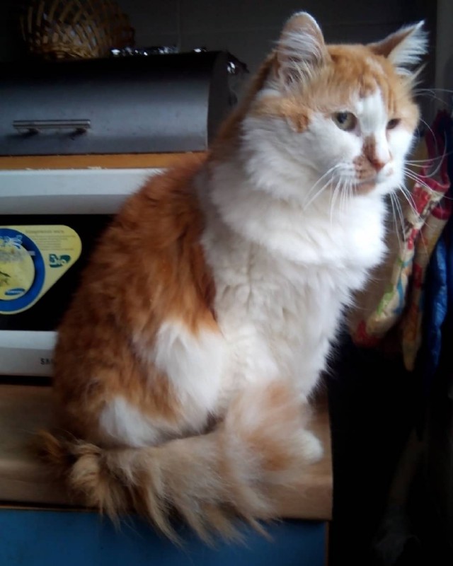 Котовторник 25.12.2018