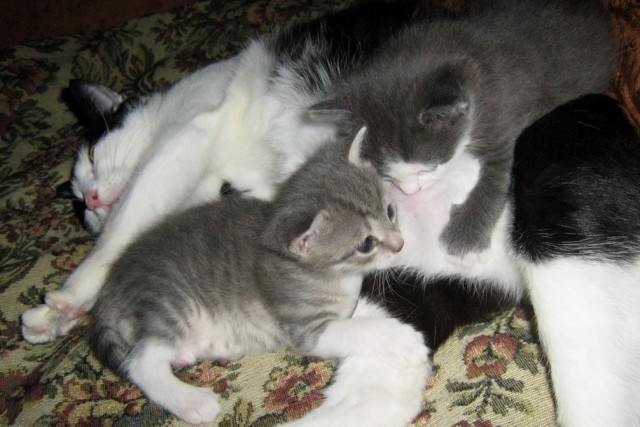 Котовторник 10.04.2012