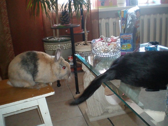 Котовторник 1 мая 2012