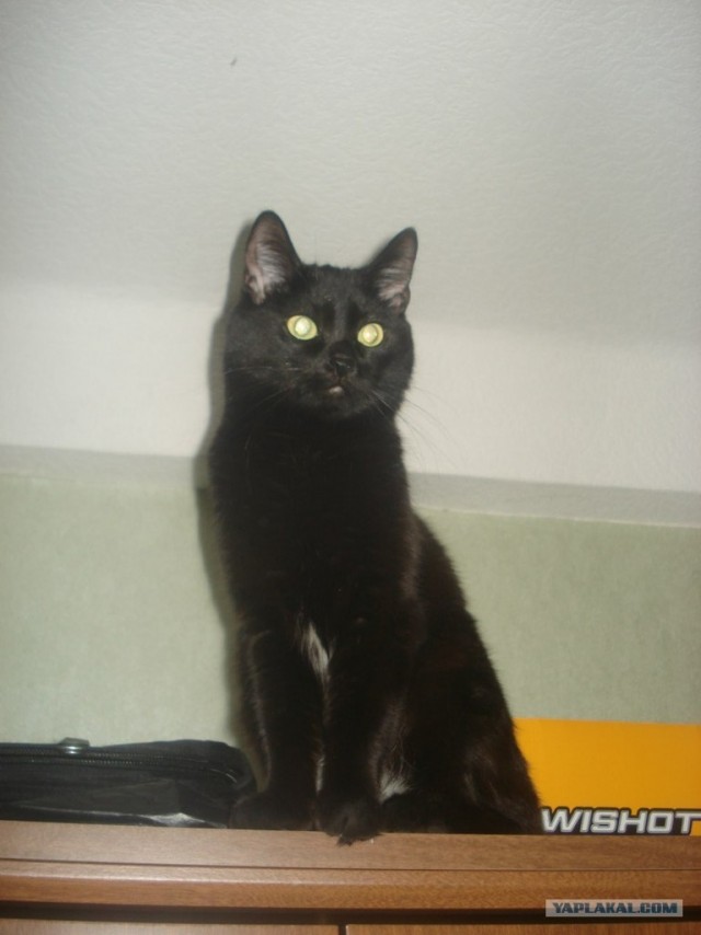 Котовторник 22.05.2012