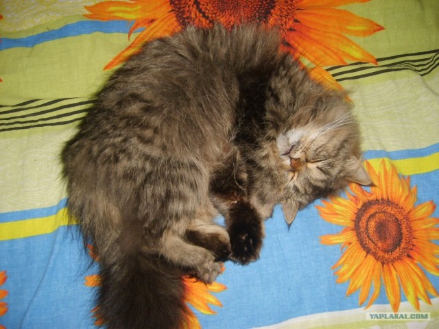 Котовторник на 26.06.12