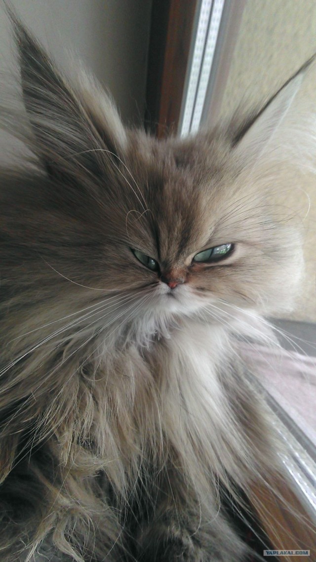 Котовторник 10. 07. 2012