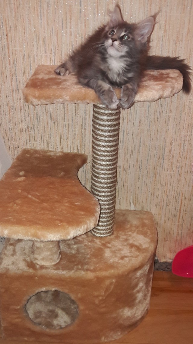 20 снимков с кисточками, доказывающих, что прекраснее мейн-кунов могут быть лишь котята мейн-кунов