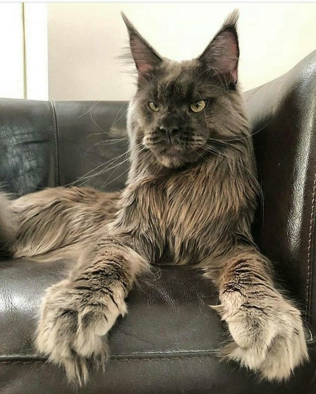 Прикольных котов пост