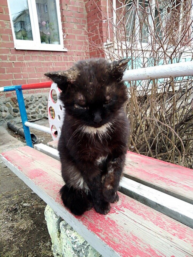 Прикольных котов пост