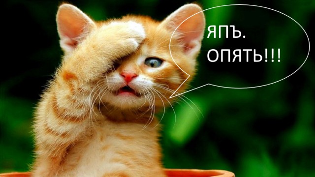 Картинки с котами и про котов