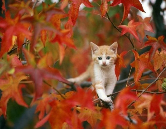 Забавные фото котеек