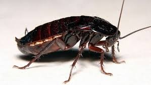 Как живут и размножаются тараканы