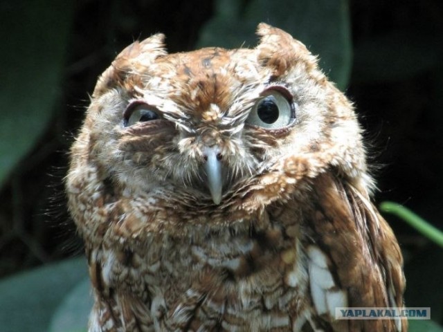 Белое кольцо, обзор автомобилей