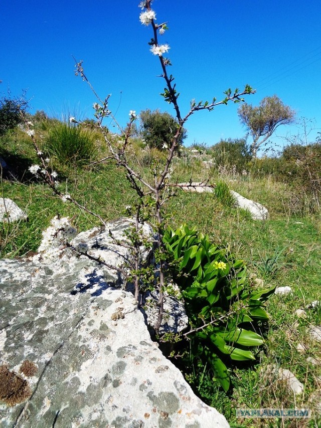 Лапша лугового флота свободного выгула