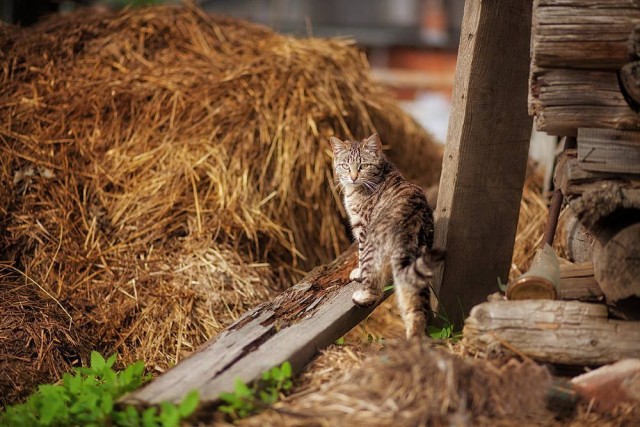Деревенские котейки