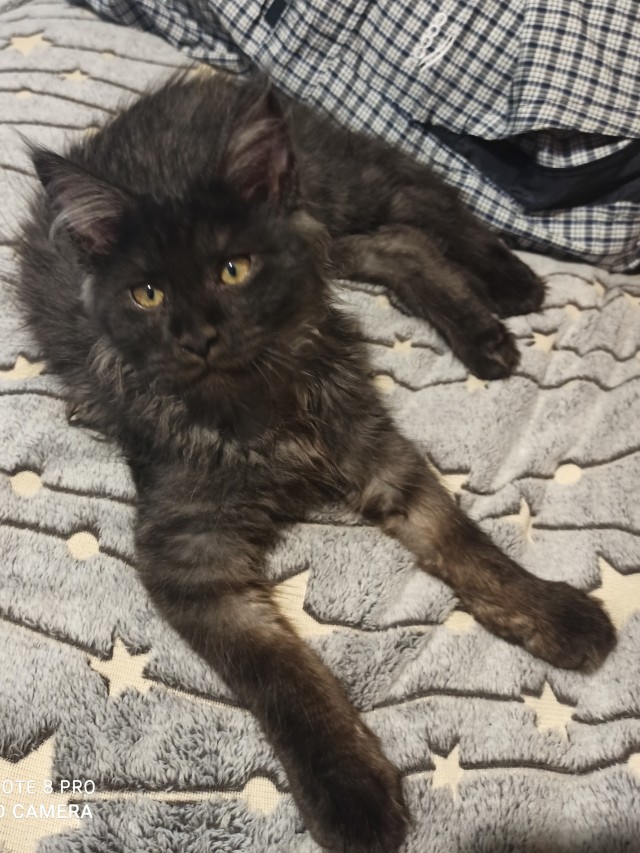 Про котов