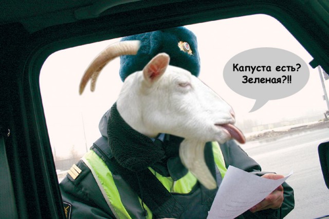 Коза с языком: А вот вам!