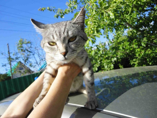 Эти забавные животные