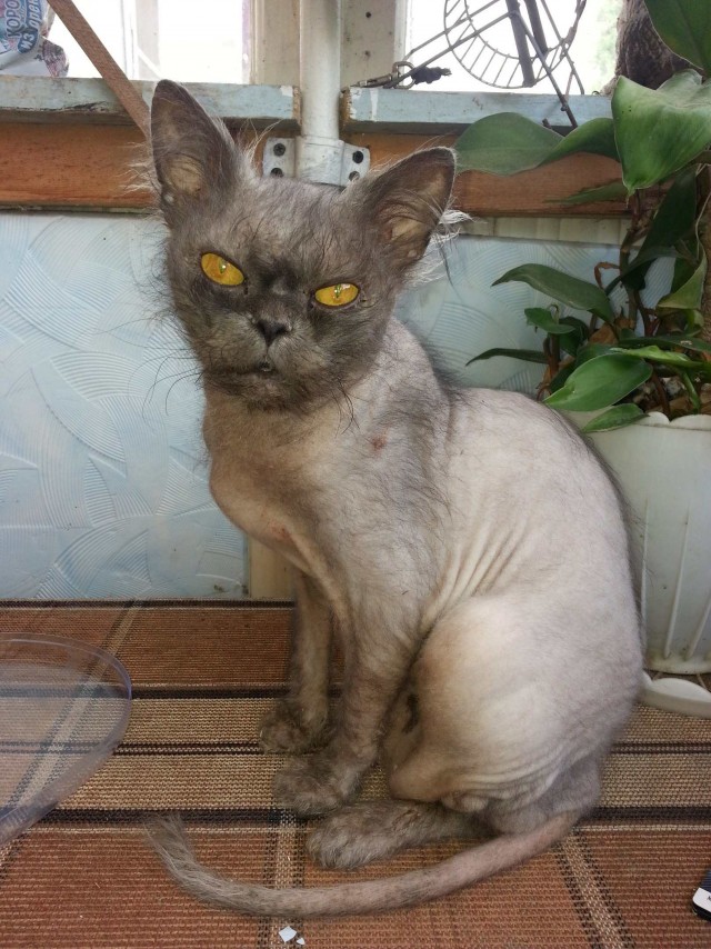 Эти забавные животные