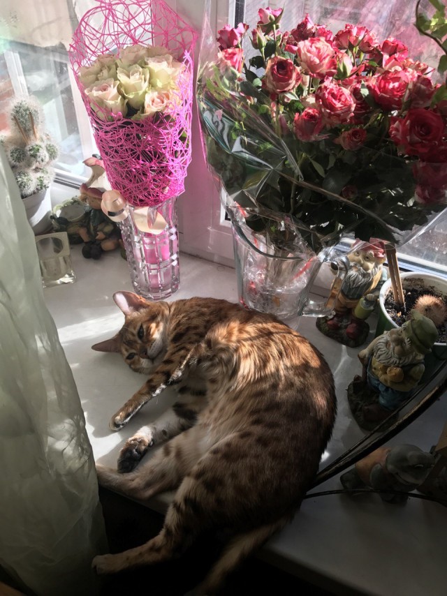 Моя красотка