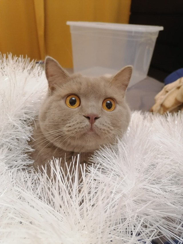Последний котовторник 2020 года