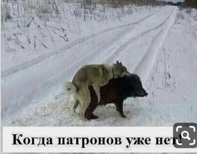 Кровожадные свиньи заживо едят человека, а потом друг друга!