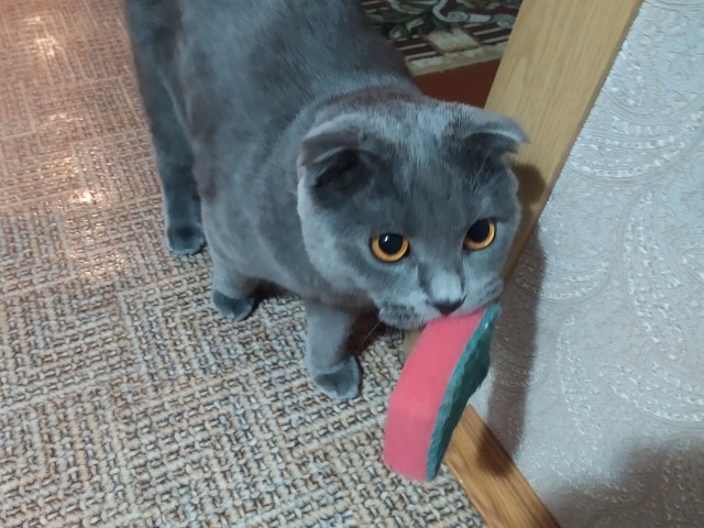 Котовторнику быть!