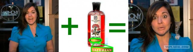 Кот срывает прямой эфир