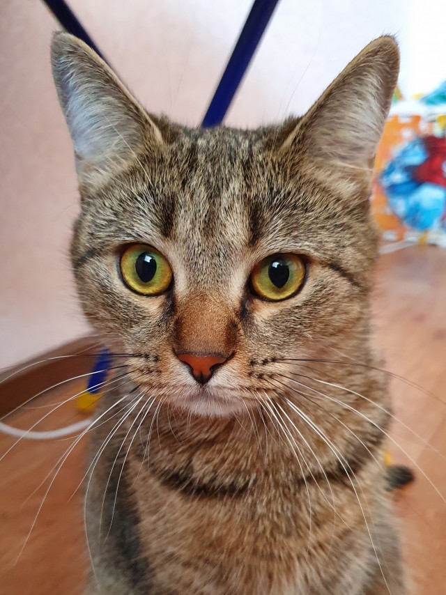 Котовторник же!