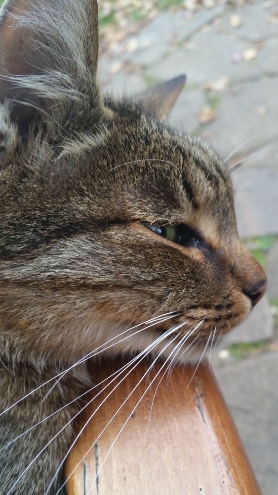 А котовторник уже начался?