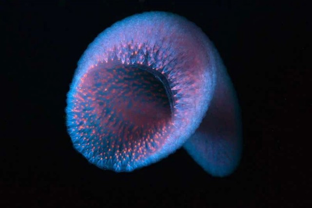 Пиросома: 15-ти метровая призрачная сосиска. Что это за невероятное существо?