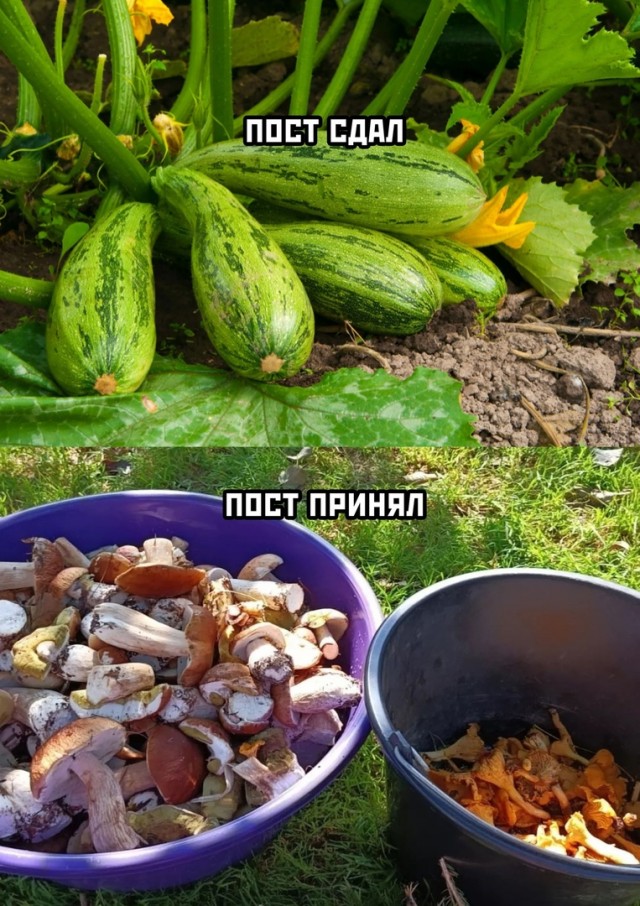 Кретинизмы из сети 01.09.2021
