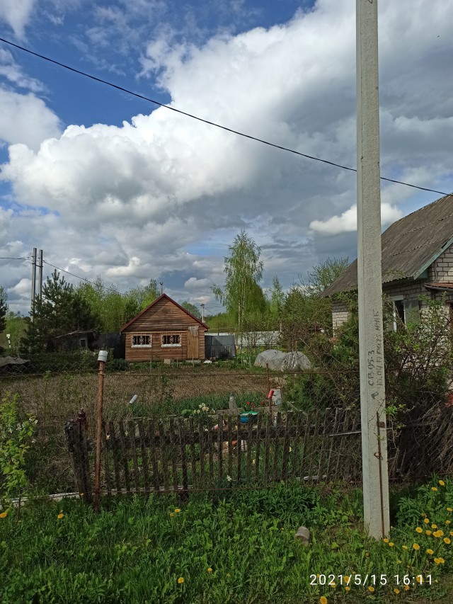 Осы в Смоленске