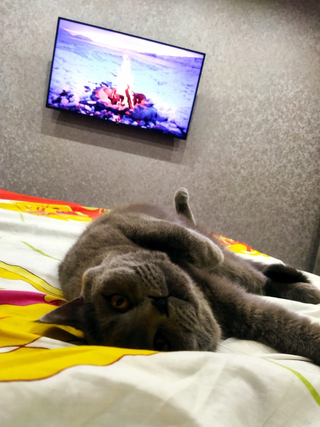 Что-то котовторник никто не начинает...