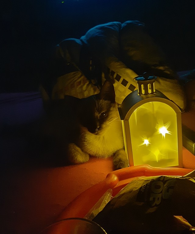 Ну, поехали в котоввторник!