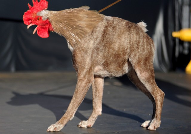 Собака сутулая фото и прикольные картинки