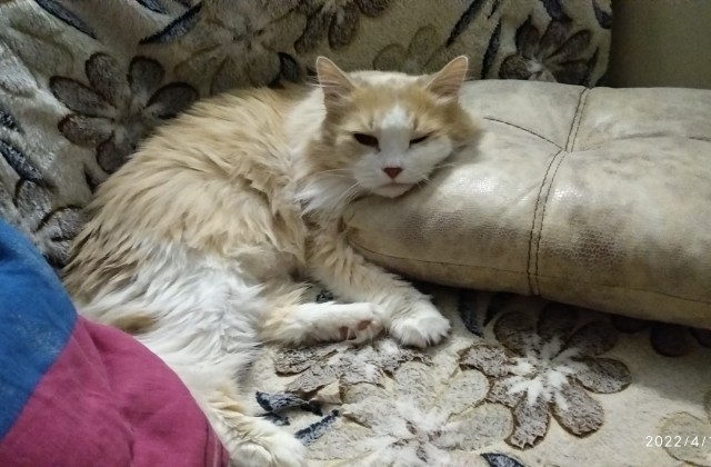 Котовторник ведь начался!
