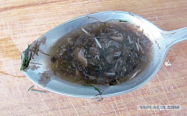 Десять самых отвратительных продуктов, которые едят люди ‒ гастрономический мазохизм