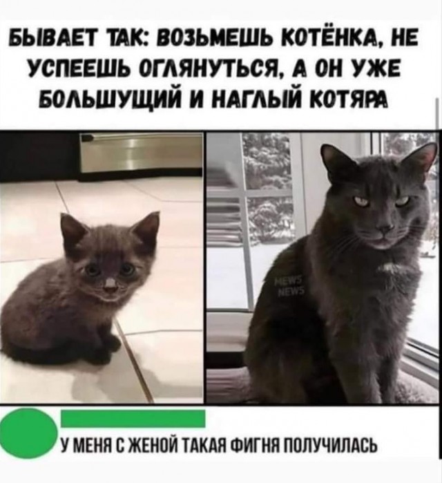 К котофторнику