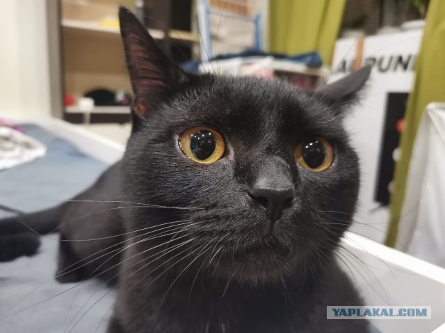 К котовторнику