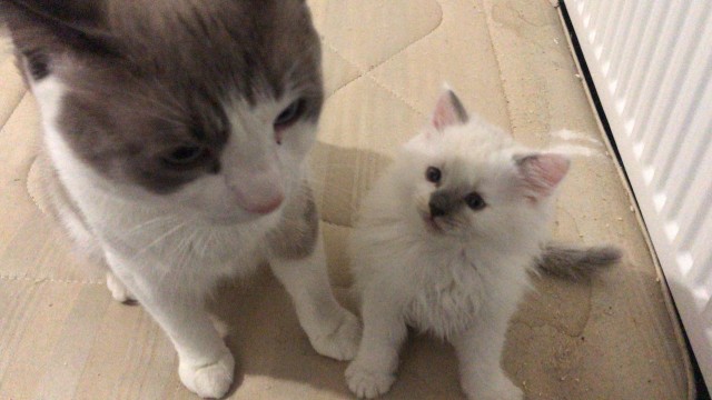 Без кота жизнь не та