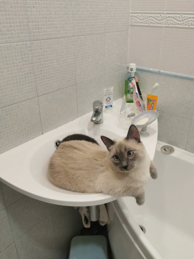 Котовторник 17.01.23