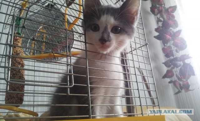 Котовторник 26.03.2013