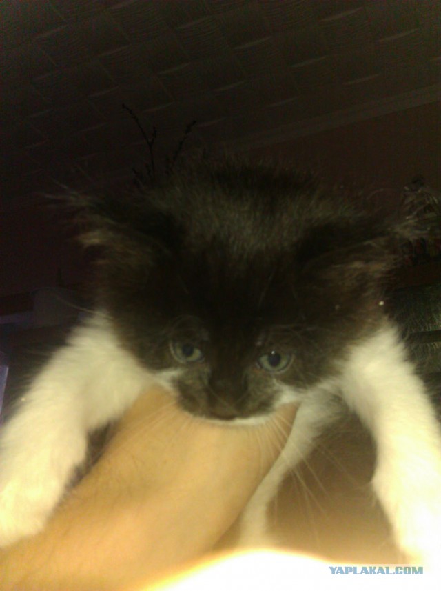 Котовторник 16.04.2013
