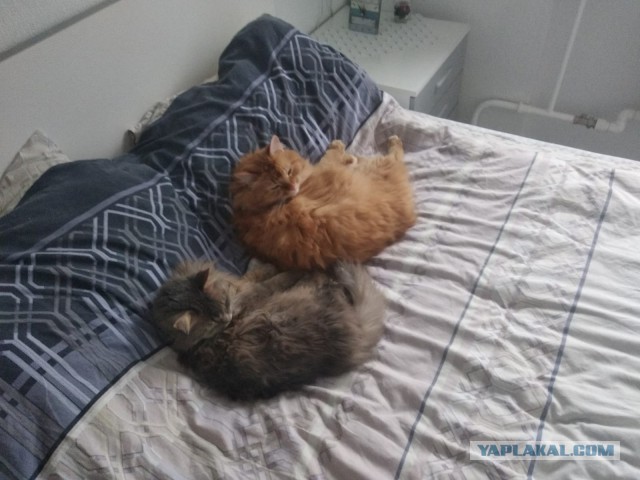 Синхронное лежание