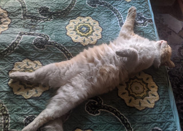 Котовторник Рыжих