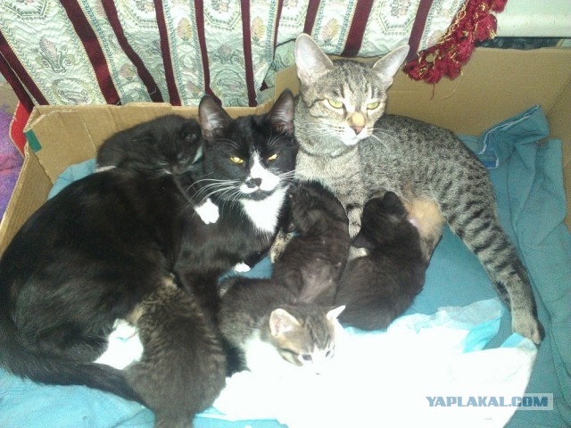 Нитрат свинца и "Буря в пробирке"